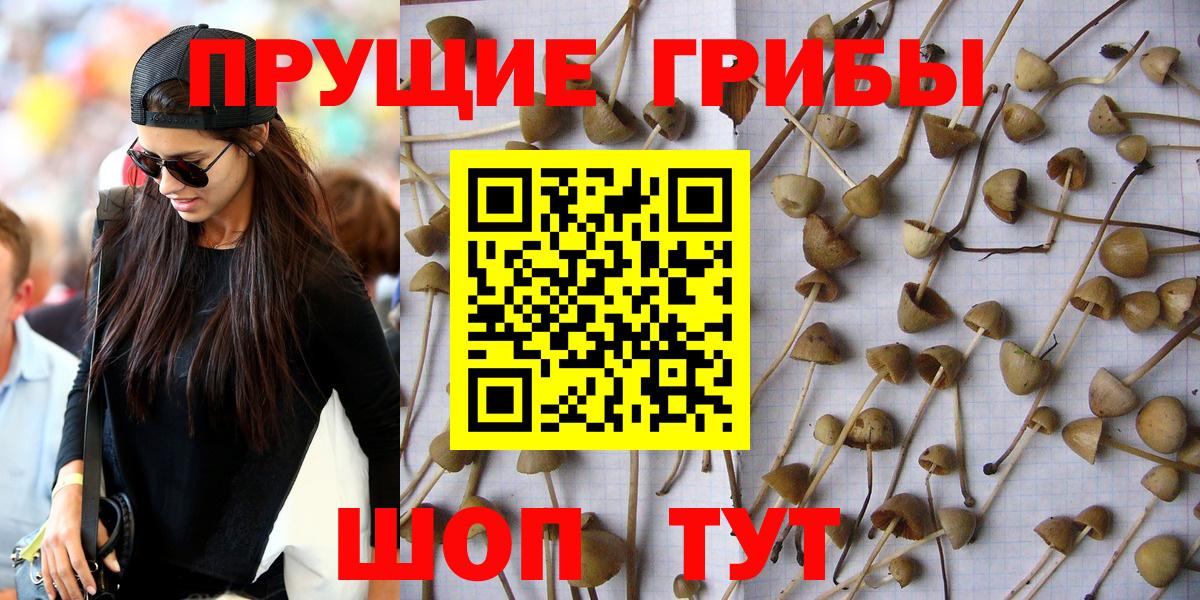 Кызыл  Галлюциногенные грибы GOLDEN TEACHER  Вход с VPN 
